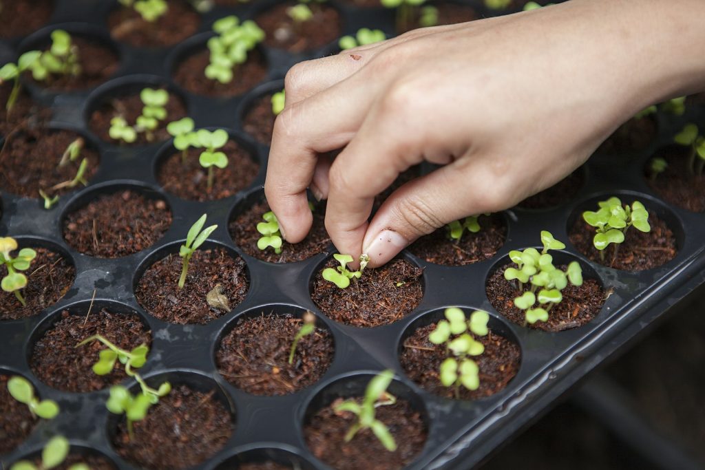 Lucha Integrada en el Cultivo de Hortícolas en Invernadero