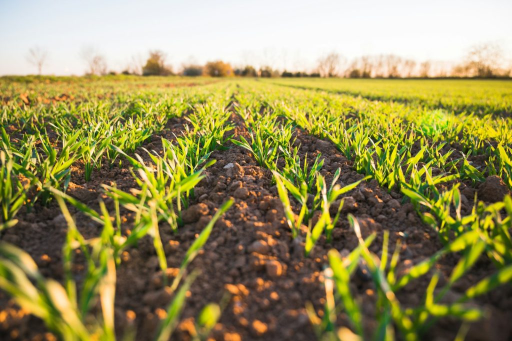 Monitorización Agrícola e Internet de las Cosas (IoT)