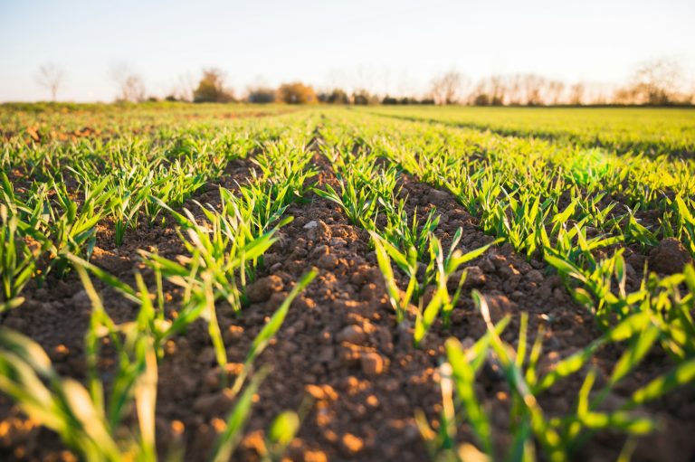 Monitorización Agrícola e Internet de las Cosas (IoT)